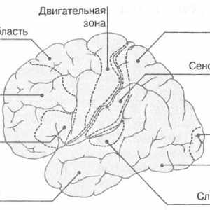 Funkcija mozga