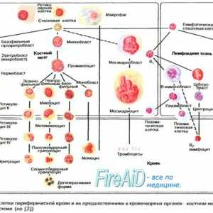 Afinitet hemoglobina kisika. Mijenjanje afiniteta hemoglobina za kisik. Bohrov efekt.