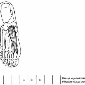 Funkcionalni testovi donjih ekstremiteta mišića savijanja u metatarzofalangalnih zgloba palca