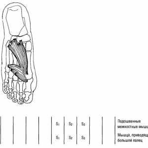 Funkcionalna mišića donjih ekstremiteta testova glasova i uvlačenje prstiju