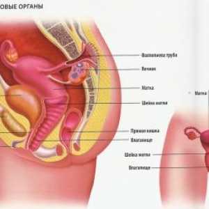Funkcioniranje ženskog reproduktivnog sustava u djece