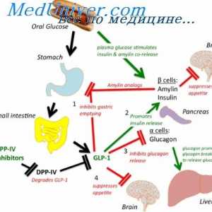 Gastrointestinalni peptidi: regulatorni i hormonalne