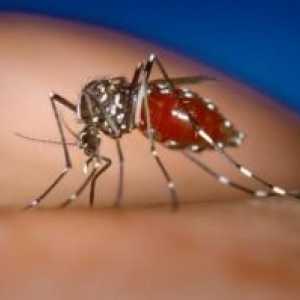 Denga hemoragijske groznice: simptomi, patogen