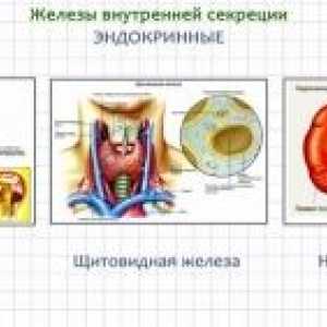 Hormone i endokrinih žlijezda: funkcija