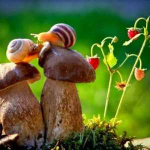 Gljive za gastritis