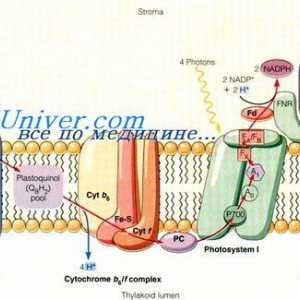 Kemotaksije. Uloga cilija stanica
