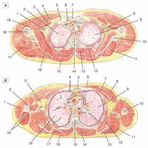 Kirurška anatomija grudnog koša. Kreveti za prsni koš