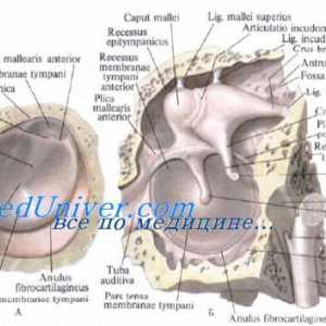 Objektiv od embrija. Obrazovanje i objektiv razvoj fetusa