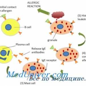 Imunoglobulina E (IgE) i eozinofili u alergijskim reakcijama