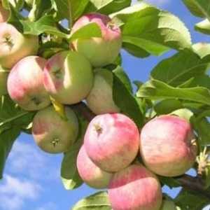 Inventar podizanje slaboroslyh jabuka