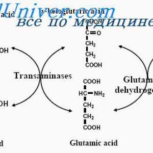 Esencijalnih i ne-esencijalnih amino kiselina. Upotreba proteina za energetske potrebe