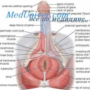 Regulacija seksualnih funkcija muškog tijela. Gonadotropin-oslobađajućeg hormona