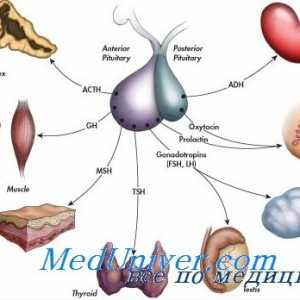 Povijest endokrinologije. Otkriće inzulina, hormona štitnjače i menstrualni ciklus