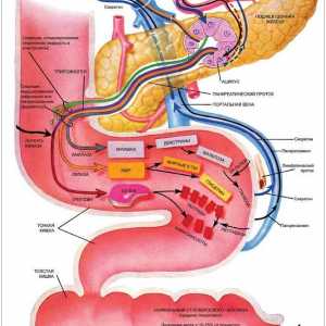 Endokrini insuficijencije pankreasa