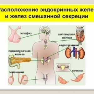 Endokrini sustav ljudskog tijela