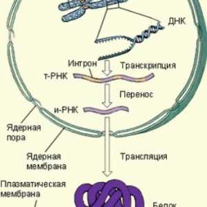 Koraci sinteze proteina u tijelu