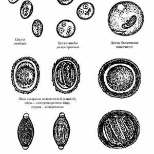 Kako su jaja crva (helminta) u ljudi?