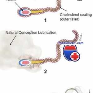 Sperma capacitation. Hiperaktivacija i reakcija acrosomal