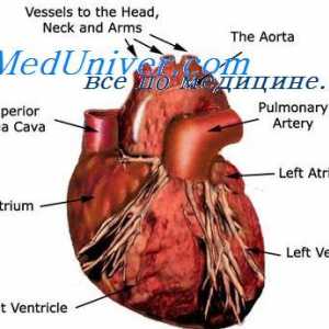 Vanjska regulacija crpne funkcije srca. Autonomni regulacija srca