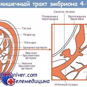 Formiranje jednjaka fetus embriogeneze, morfologije