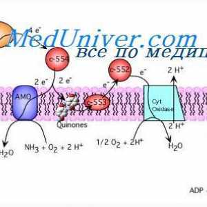 ATP sinteza cijepanjem glukoze. Oslobađanje energije iz glikogena