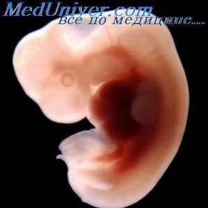 Fetusa kože. embrionalne pokožica
