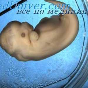 Kožne žlijezde embrija. Znojnica fetusa