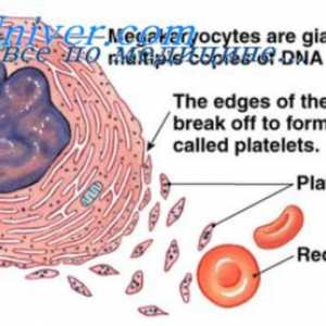 Cirkulacija fetusa. Formiranje pupčane vene