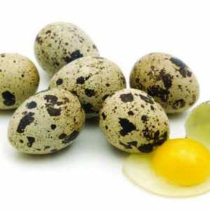 Liječenje gastritisa sirovog jajima prepelice