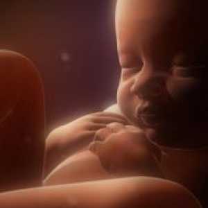 Vanjski fetusa prezentacija