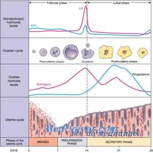 Lutealnoj fazi menstrualnog ciklusa. regulacija
