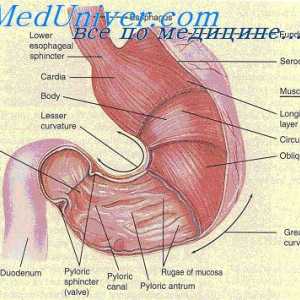 Protok krvi u uterusu u drugom i trećem tromjesečju trudnoće. Studija maternice protok krvi tijekom…