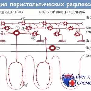 Fiziologija enteričkog živčanog sustava