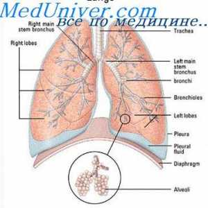 Mehanizmi koji reguliraju disanje tijekom napora. neurogeni regulacija