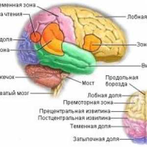 Metastatske tumore mozga