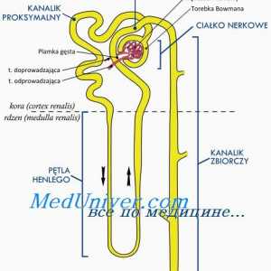 Mezenhimu ljudskog embrija. Razvoj amnionske membrane