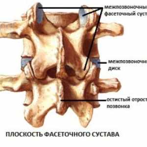 Intervertebralnog (dugootroschatye) zglobova