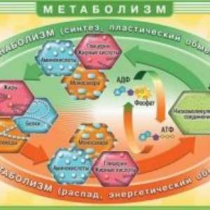 Poremećaja metabolizma masnih kiselina i glicerola