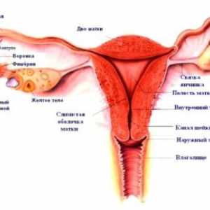 Ženski vanjske genitalije, struktura, anatomija