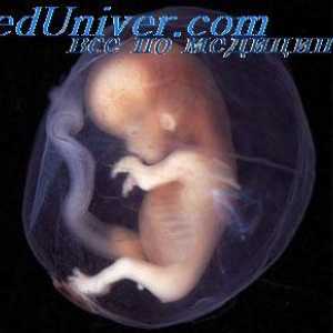 Živci embrij. Fetalni kabel