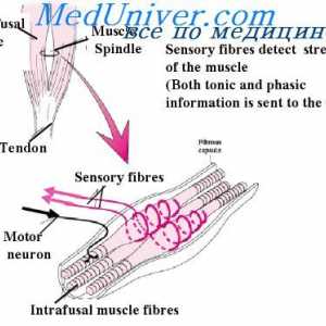 Reakcija primarnog kraju vretena mišića. napetost mišića Reflex