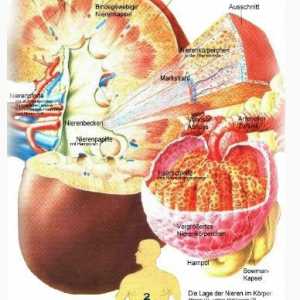 Antidiuretskog hormona i njegove funkcije. Atrijskog natriuretskog peptida