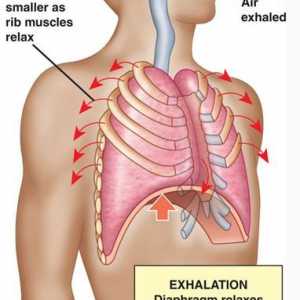 Izmjene kisika u tijelu. prijenos kisika iz pluća u tkiva