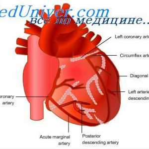 Regulacija toka krvi kroz srce. Živčani regulacija srčanog krvotoka