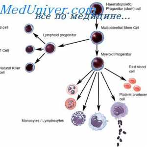 Obrazovanje prekursorima limfocita. Lezije matičnih stanica