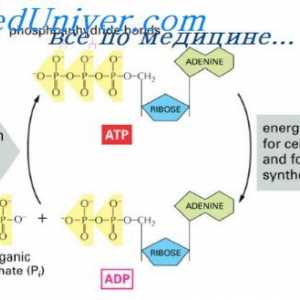 ADP ulogu u korištenju energije. Intenzitet metabolizma u stanicama