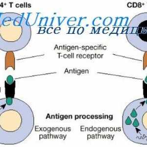 Značajke suradnje imunološke stanice. Humoralni faktor protutijela