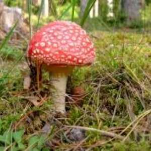 Trovanje gljivama: simptomi, znakovi, prva pomoć, prevencija, liječenje
