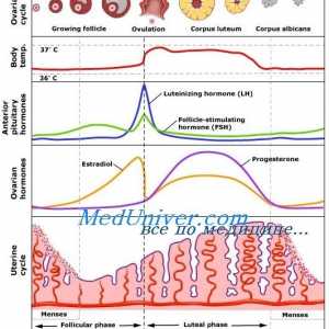 Ovulacijske faze menstrualnog ciklusa. regulacija