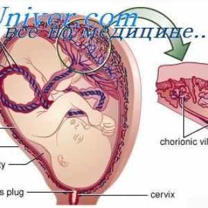 Razvoj fetusa organa. Faze razvoja organa embrija